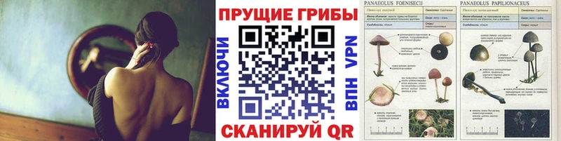 купить закладку  Североморск  Псилоцибиновые грибы Psilocybe 