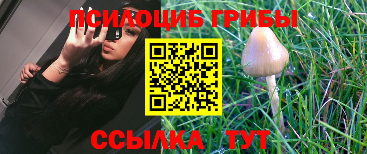 Псилоцибиновые грибы Psilocybe Североморск